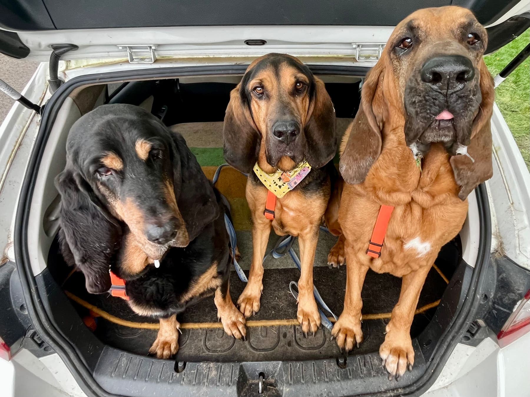 Edward sitting in the back of a car with his two bloodhound brothers, Red and Jed